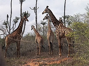 Wilde Giraffen in der Savanne von Ost-Angola
